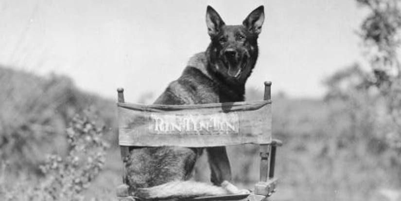 Rin Tin Tin's success helped Warner Bros. escape bankruptcy and start a long successful era - Image: Internet. Rin Tin Tin's success helped Warner Bros.